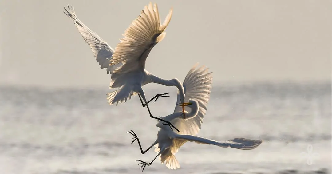 When You're Lying - photo of 2 cranes fighting in the air