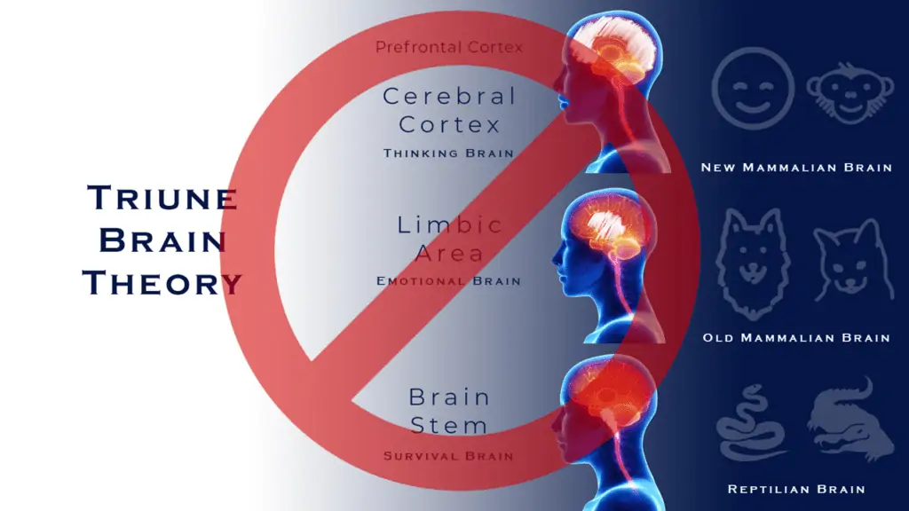 The Triune Brain Reading Answers