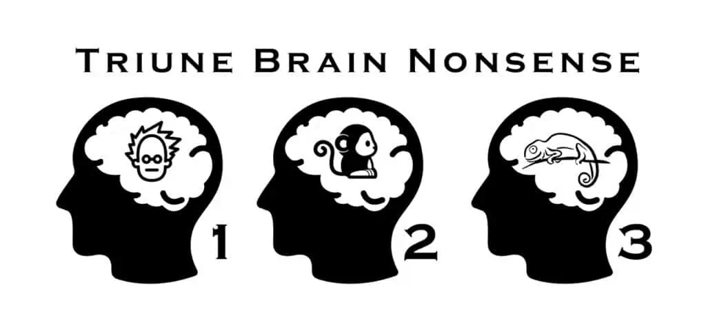 image of the triune brain theory