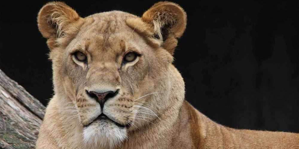 Integrity is the essence of everything successful. Quote by R. Buckminster Fuller. Photo of lioness