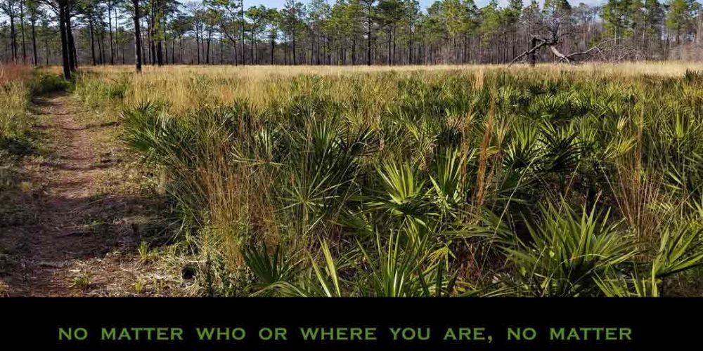 Palmettos and scrub pines with motivational text