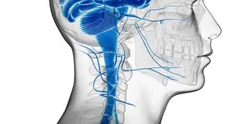 3D rendered illustration - male brain, vagus nerve, brain stem